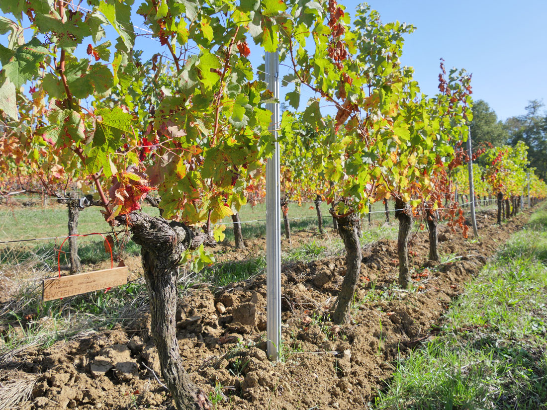 Виноградник на урожай